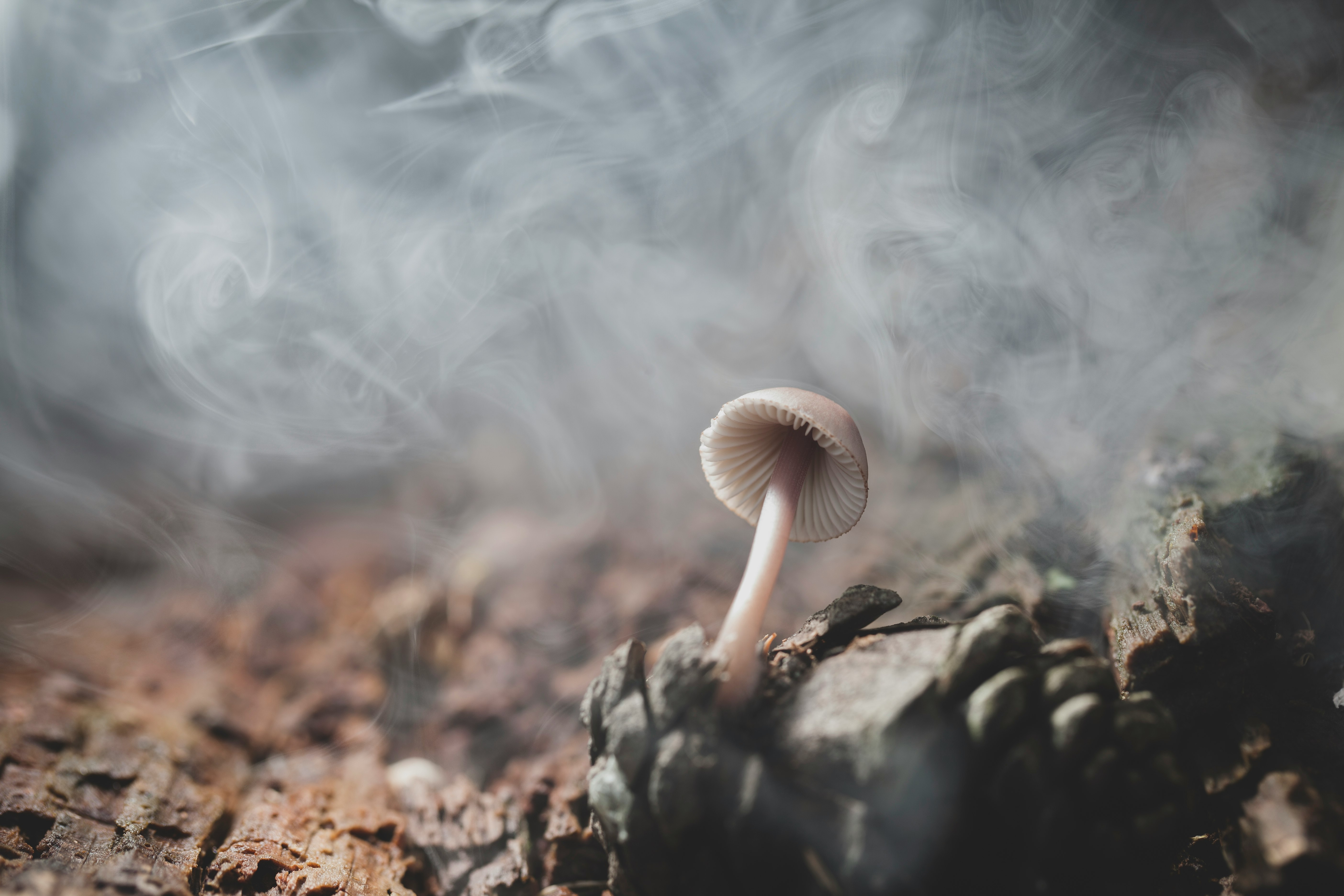 white and brown mushroom in close up photography